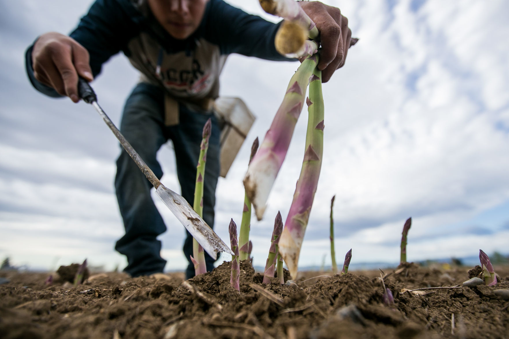 Harvesting asparagus